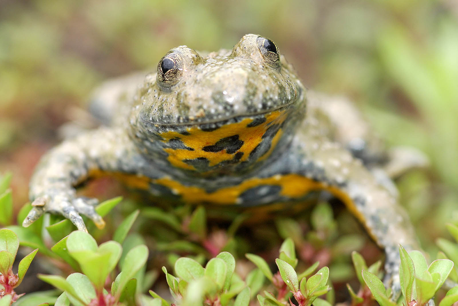 Le Crapaud Sonneur à Ventre Jaune Exercice Corrigé