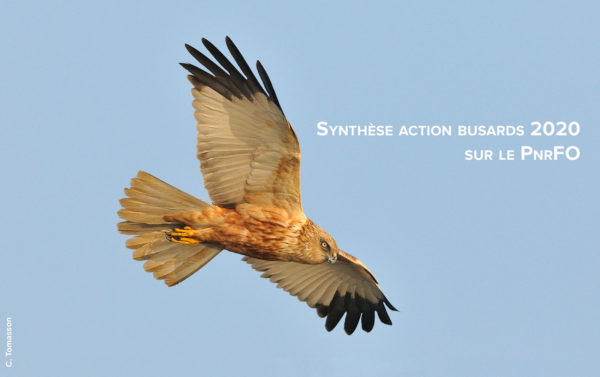 Synthèse suivis ornithologiques 2020