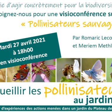 Visioconférence  » Accueillir les pollinisateurs sauvages au jardin »