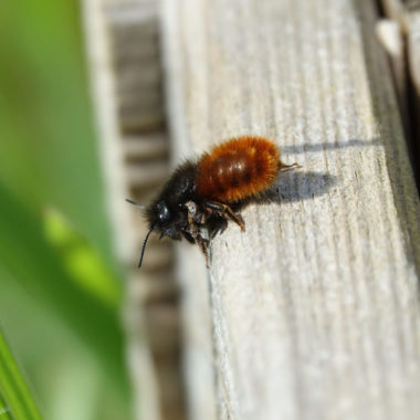 Visioconférence « pollinisateurs sauvages »