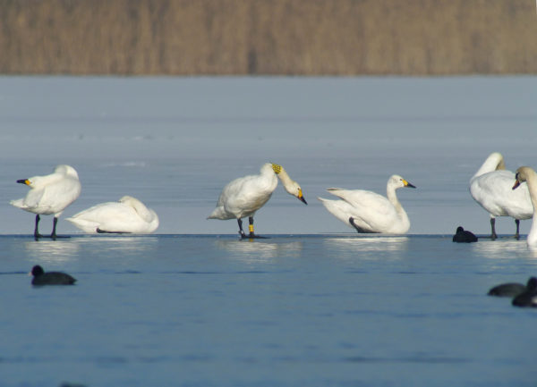 Suivis ornithologiques de l&rsquo;année 2020