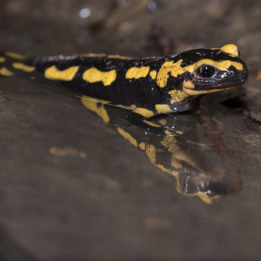 Les amphibiens sous haute surveillance au Parc de la Forêt d&rsquo;Orient