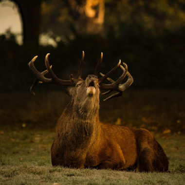 Vivez le brame du cerf au cœur du Parc naturel régional de la Forêt d’Orient