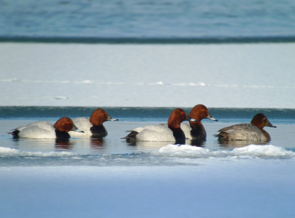 Comptage Wetlands International – Lacs de la Forêt d&rsquo;Orient