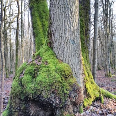 Arbres en bouquet, arbres amoureux ?