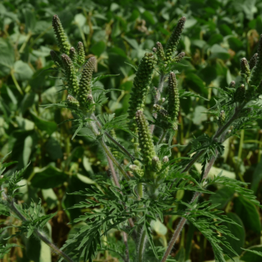 Lutter contre les chenilles processionnaires et l’ambroisie : formation le 6 décembre à Rouilly-Sacey