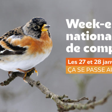 Comptage national des oiseaux de jardin : 27 et 28 janvier 2024
