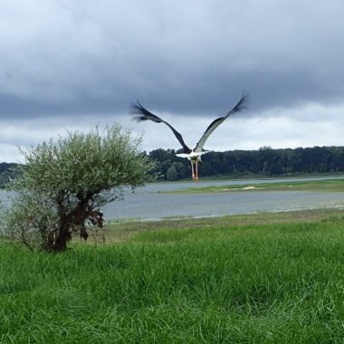 Un relâcher de cigogne réussi !