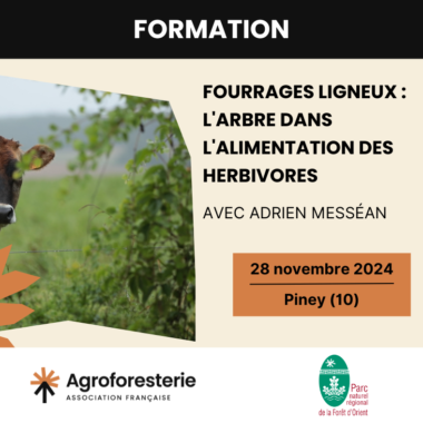 Formation « Fourrages ligneux :  l’arbre dans l’alimentation des herbivores »