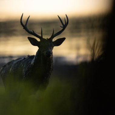 Découvrez le brame lors des sorties guidées du Parc !
