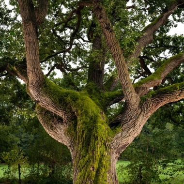 Concours arbre de l’année : le chêne de Pont-sur-Seine récompensé par le prix du jury !