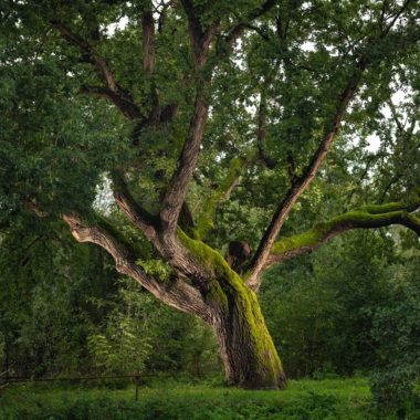 Concours « Arbre de l’année » : votez pour le chêne de Pont-sur-Seine !