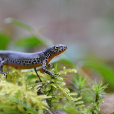 Animations Natura 2000 : découvrez la biodiversité forestière !