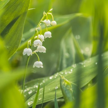 Cueillette du muguet : attention à la réglementation !