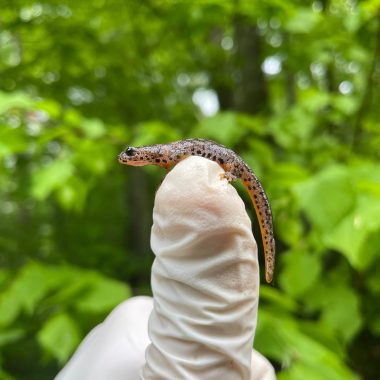 Bilan du suivi 2025 des amphibiens à la Fontaine Colette