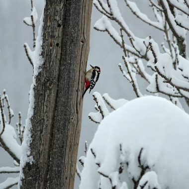 Îlots de libre évolution : faites un don ou créez-en un sur votre propriété forestière !