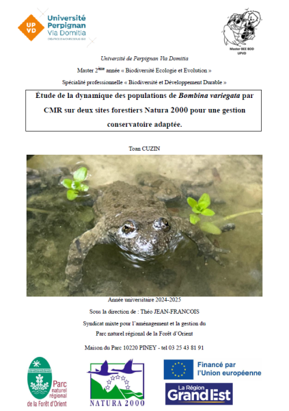 Étude des dynamiques des populations de Bombina variegata par CMR sur deux sites forestiers Natura 2000 pour une gestion conservatoire adaptée