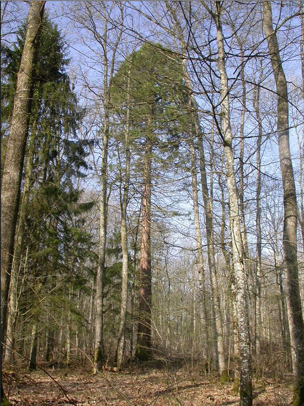 Séquoia géant 0