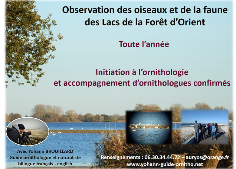 419963_yohann_brouillard_1