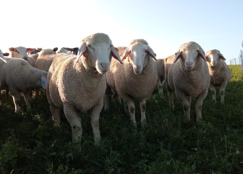 754940_moutons