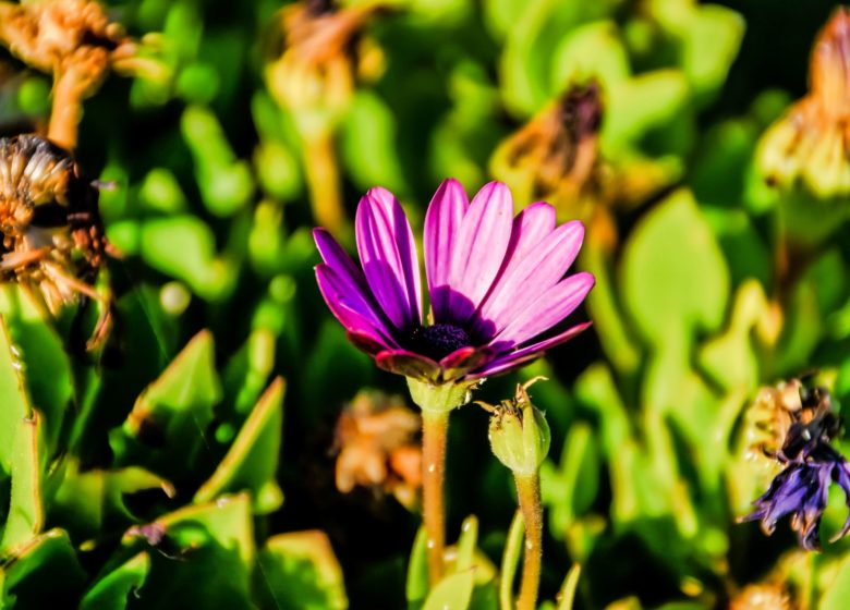 808293_selective-focus-shot-exotic-purple-flower-surrounded-by-plants-sunlight