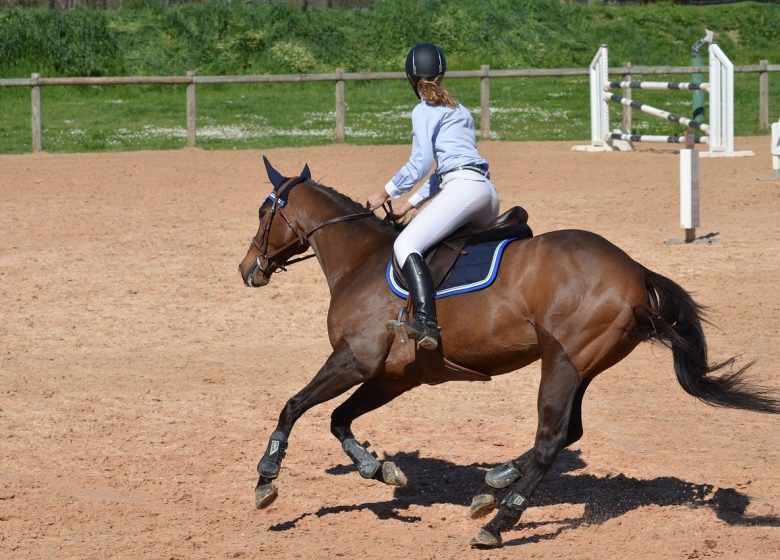 827622_horse-806397_1280