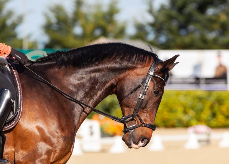 827623_horse-5799370_1280