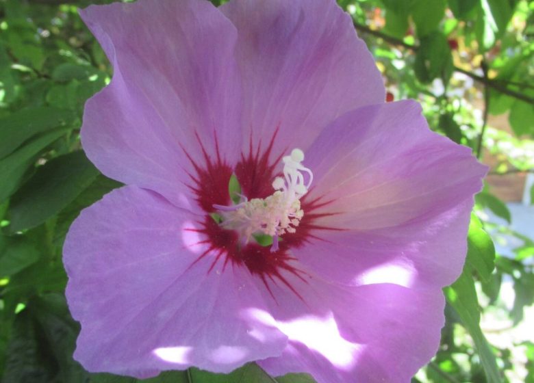 828645_fleur