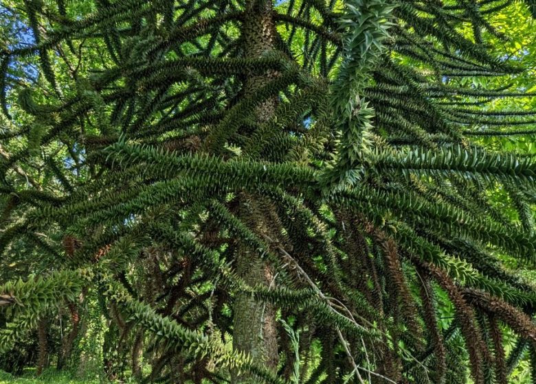 845578_arboretum_brienne_2023_a_loison_18