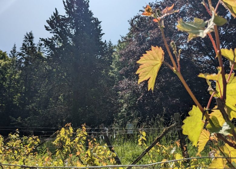 845580_arboretum_brienne_2023_a_loison_77
