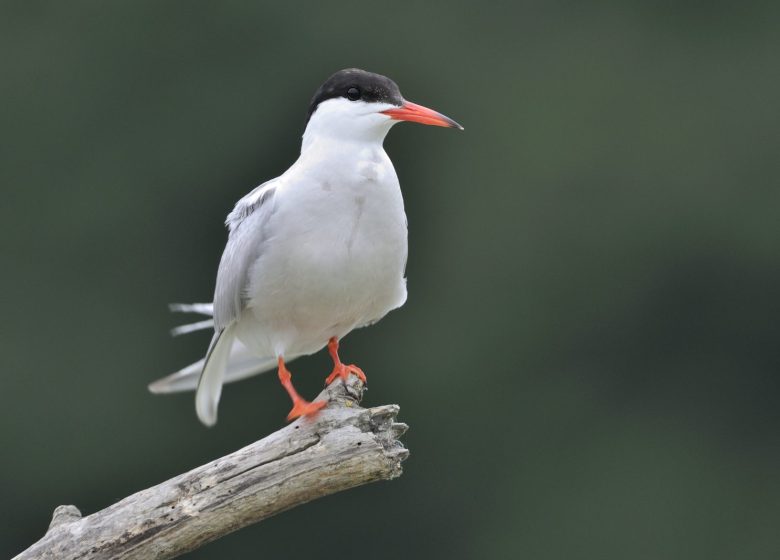 864675_sterne_pierre_garin