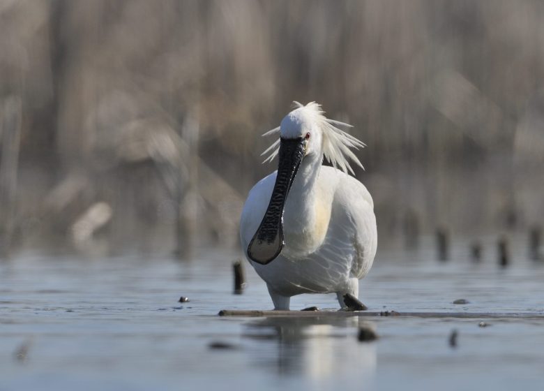 864677_spatule_blanche