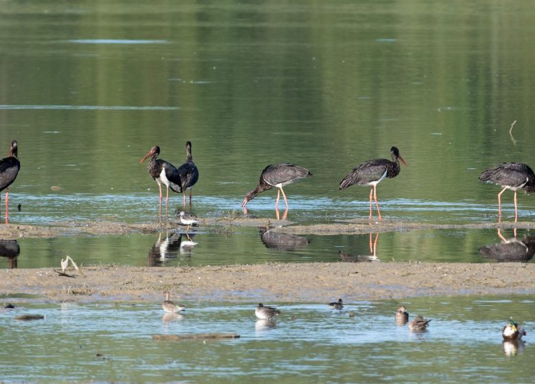 864678_cigogne_noire