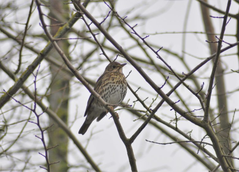 864758_grive_musicienne_credit_pnrfo_tjean-francois