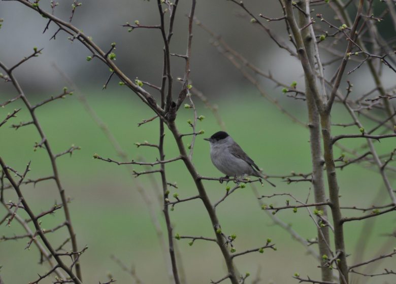 864760_fauvette_a_tete_noire_credit_pnrfo_tjean-francois