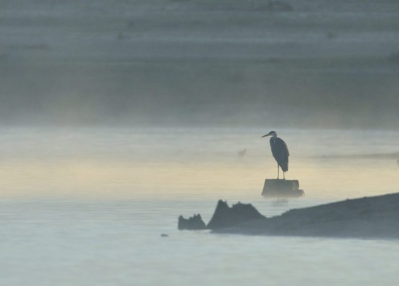 864775_heron_2_credit_ctomasson