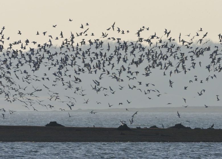 864776_lacs_credit_ctomasson