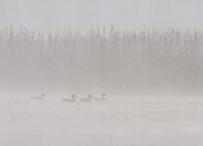 864777_canards_credit_ctomasson