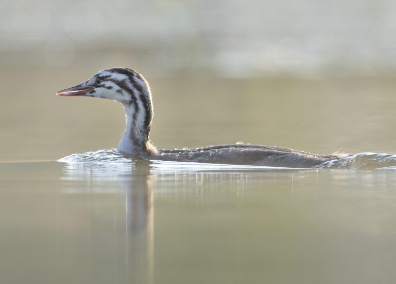 864780_grebbe_credit_ctomasson