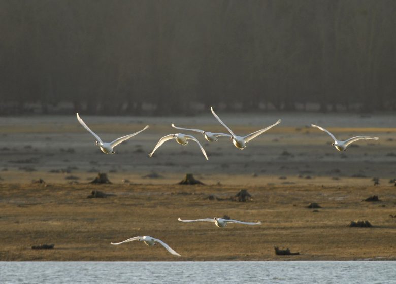 864781_cygne_tubercule_credit_ctomasson