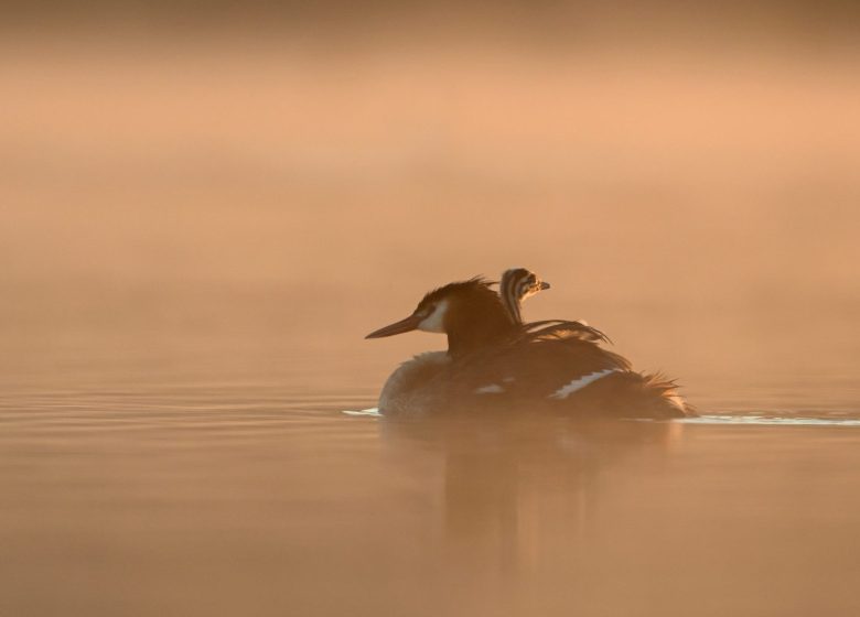 864809_grebbes_credit__ctomasson