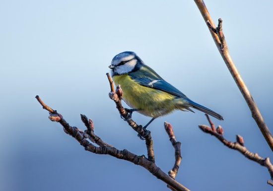 Du réseau à la cime, rencontre avec les oiseaux de notre territoire