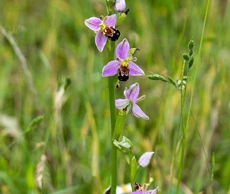 La pelouse des brebis et sa biodiversité