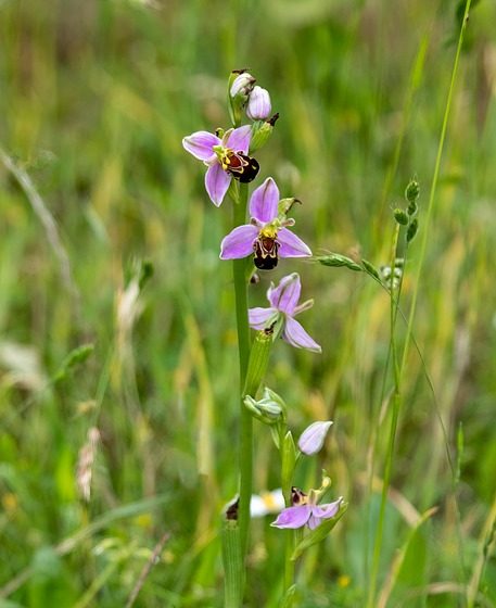 866239_illuvis-bee-orchid-7243464_640